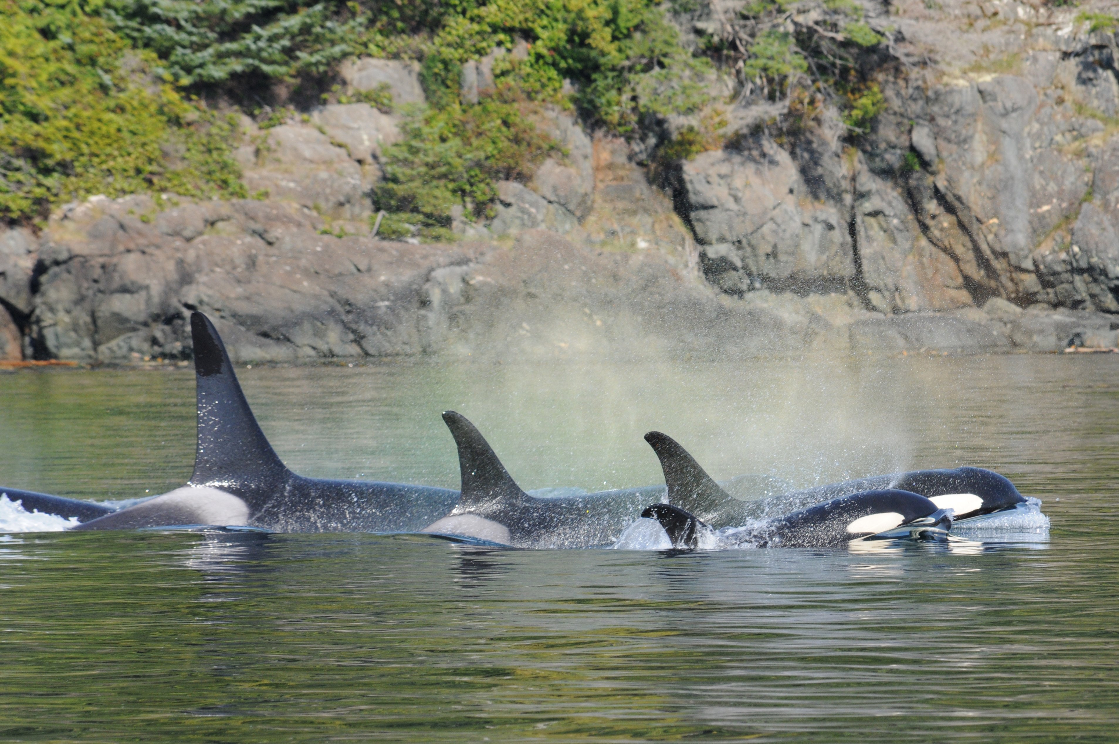 WHALE WATCHING Telegraph Cove, Orcella Expeditions Multiday Whale